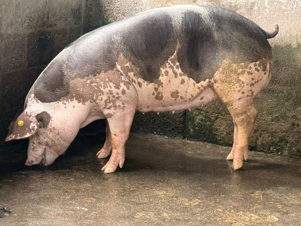 Producción porcina - imagen 2