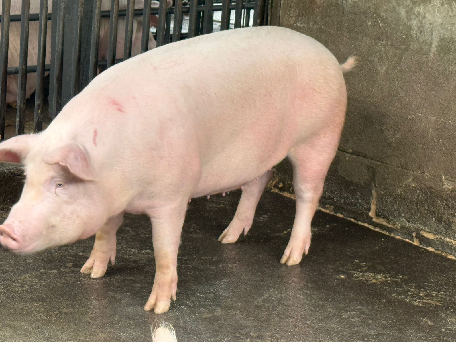 Producción porcina - imagen 3