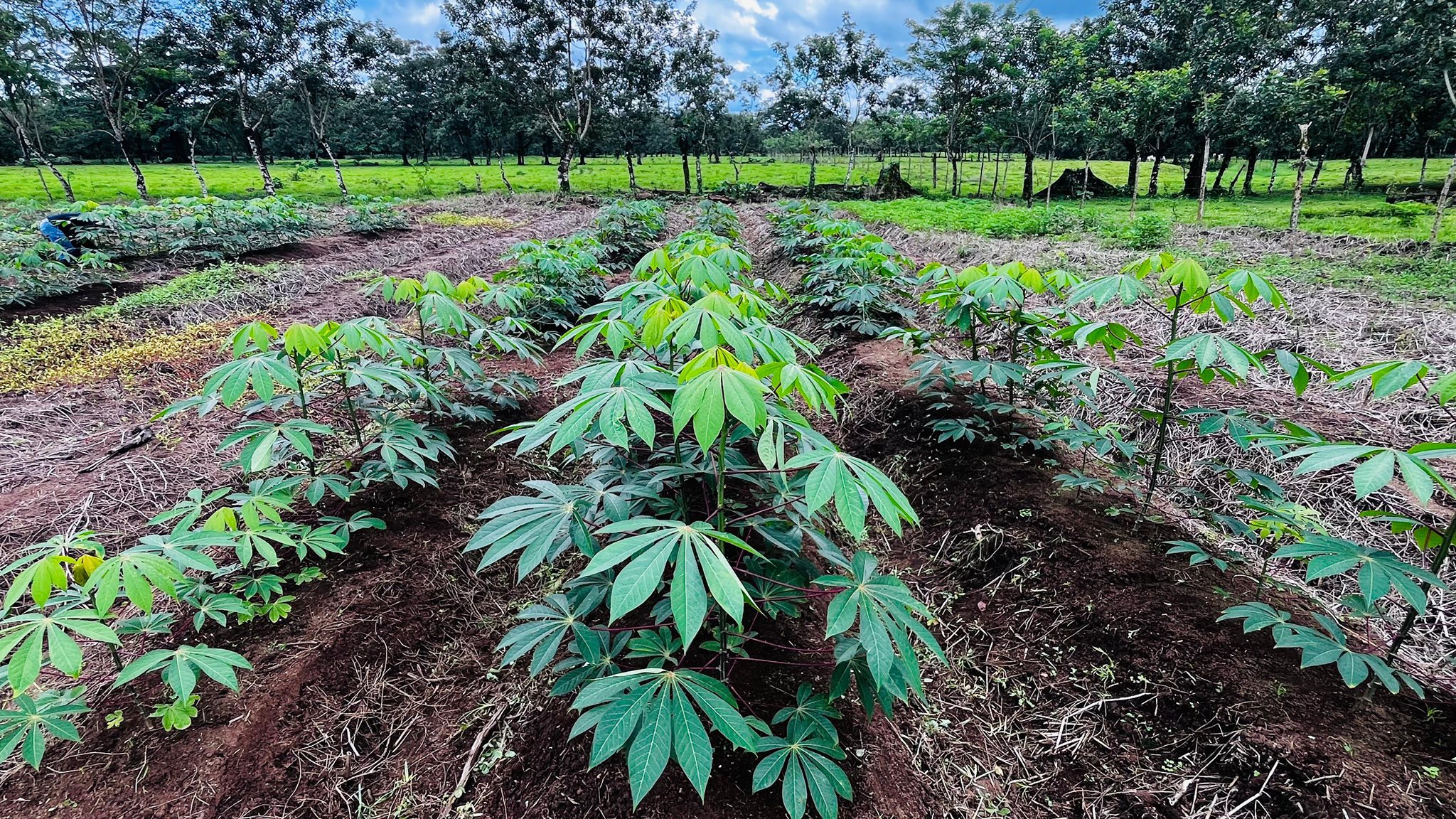 Raíces y tubérculos - imagen 3