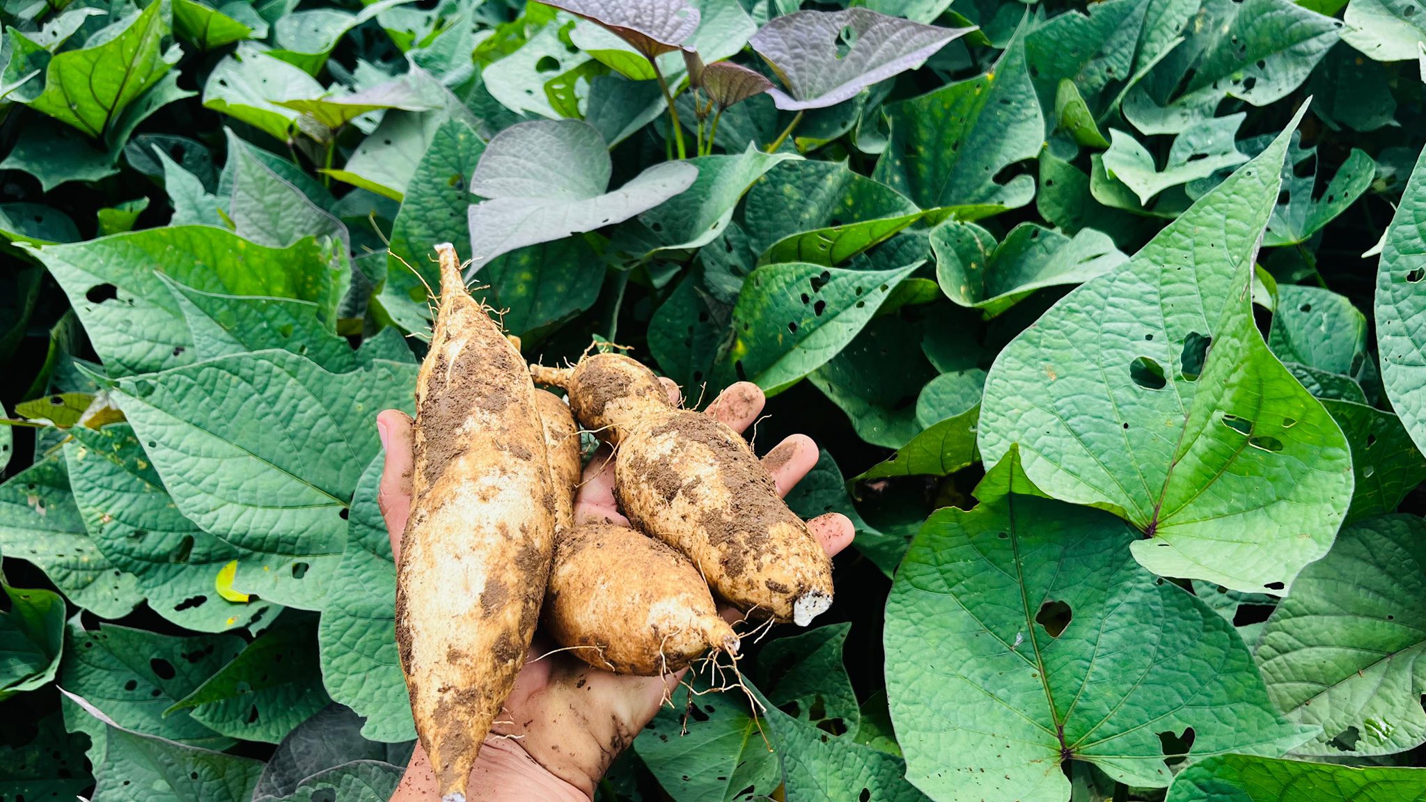 Raíces y tubérculos - imagen 1