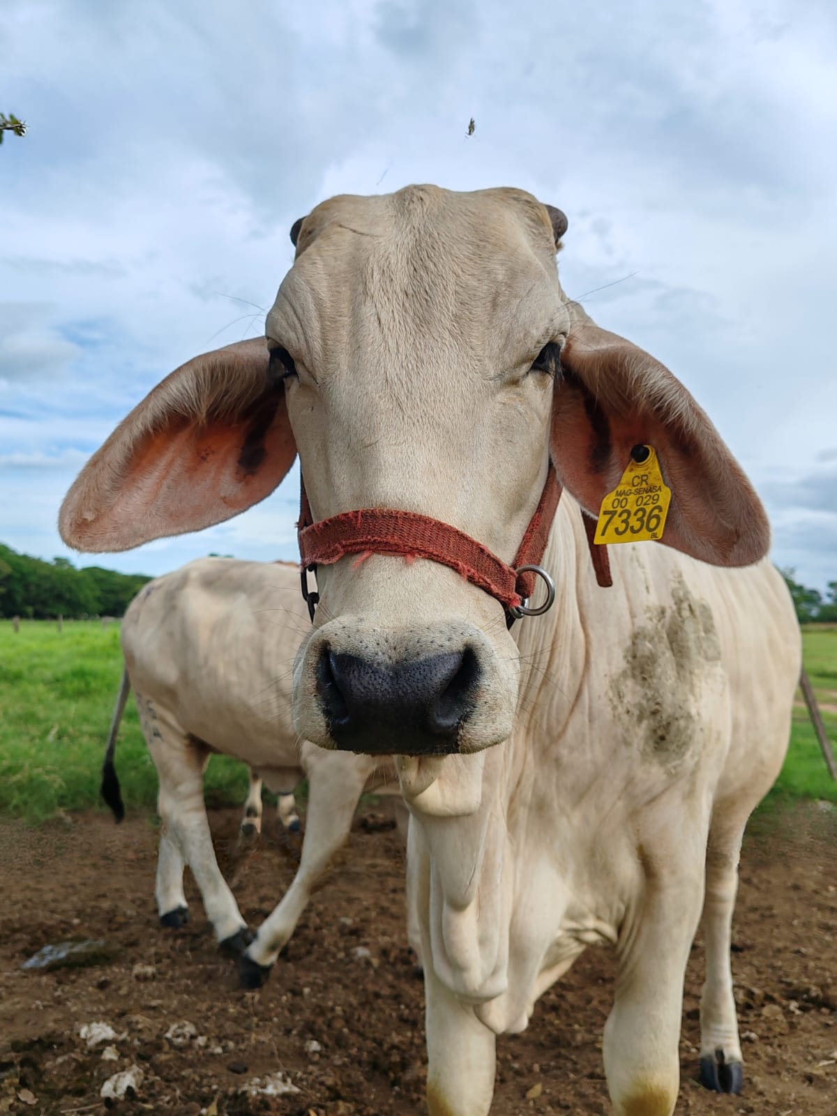 Ganado bovino - imagen 2