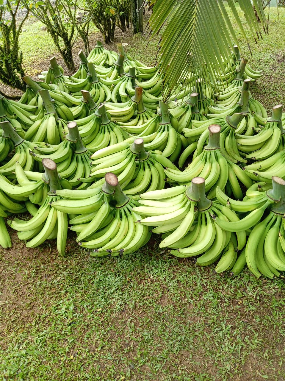 Musáceas - imagen 1