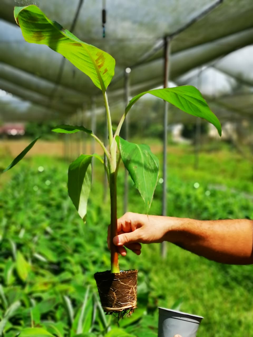 Musáceas - imagen 2