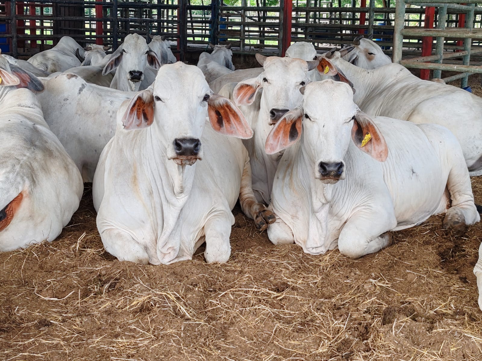 Ganado bovino - imagen 3