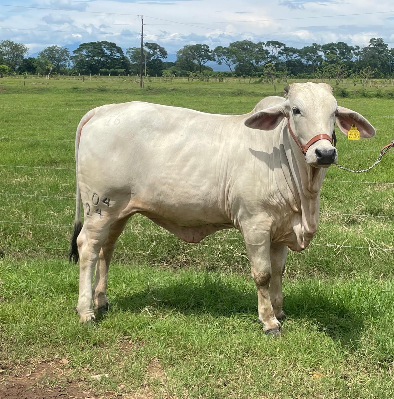 Ganado bovino - imagen 1