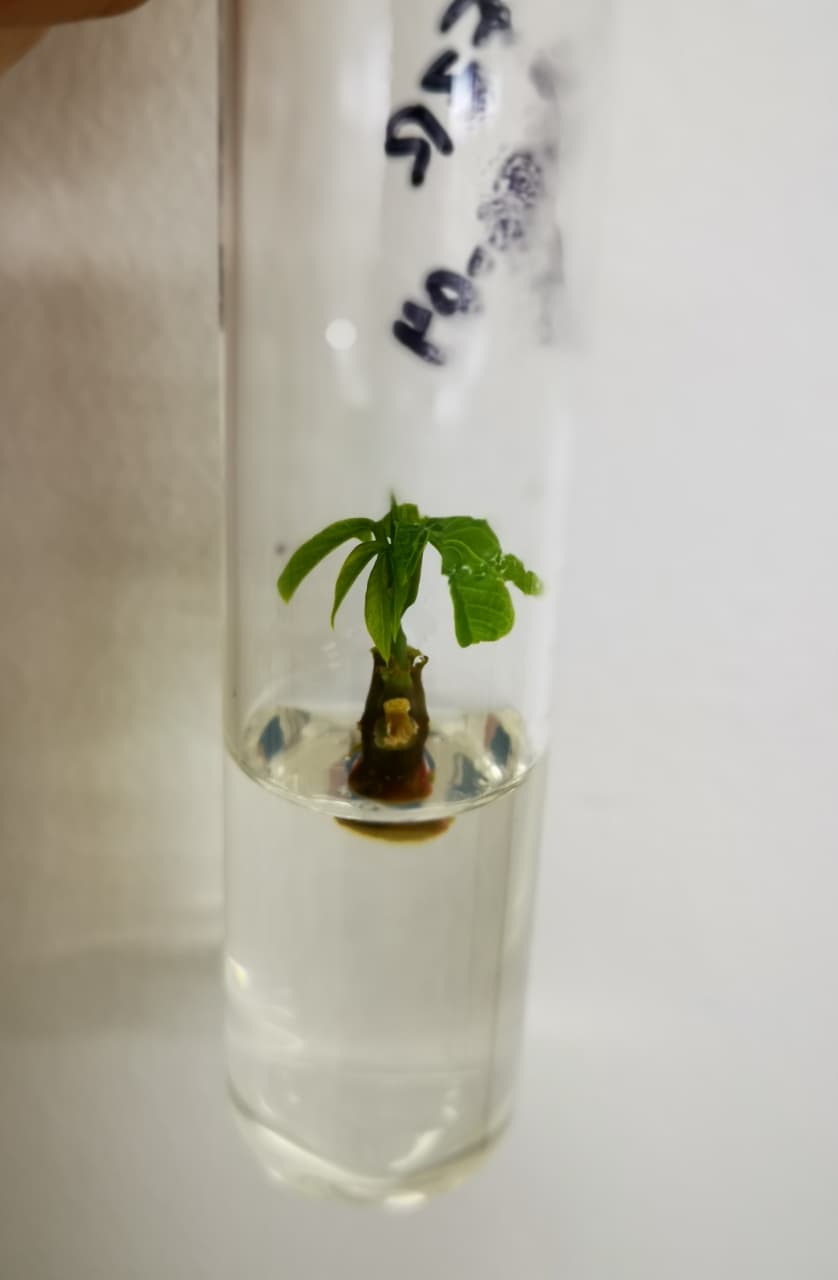 Raíces y tubérculos - imagen 2