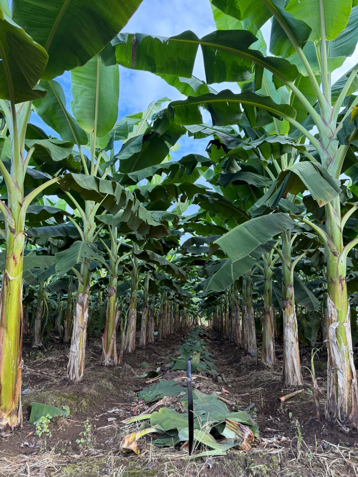 Musáceas - imagen 3