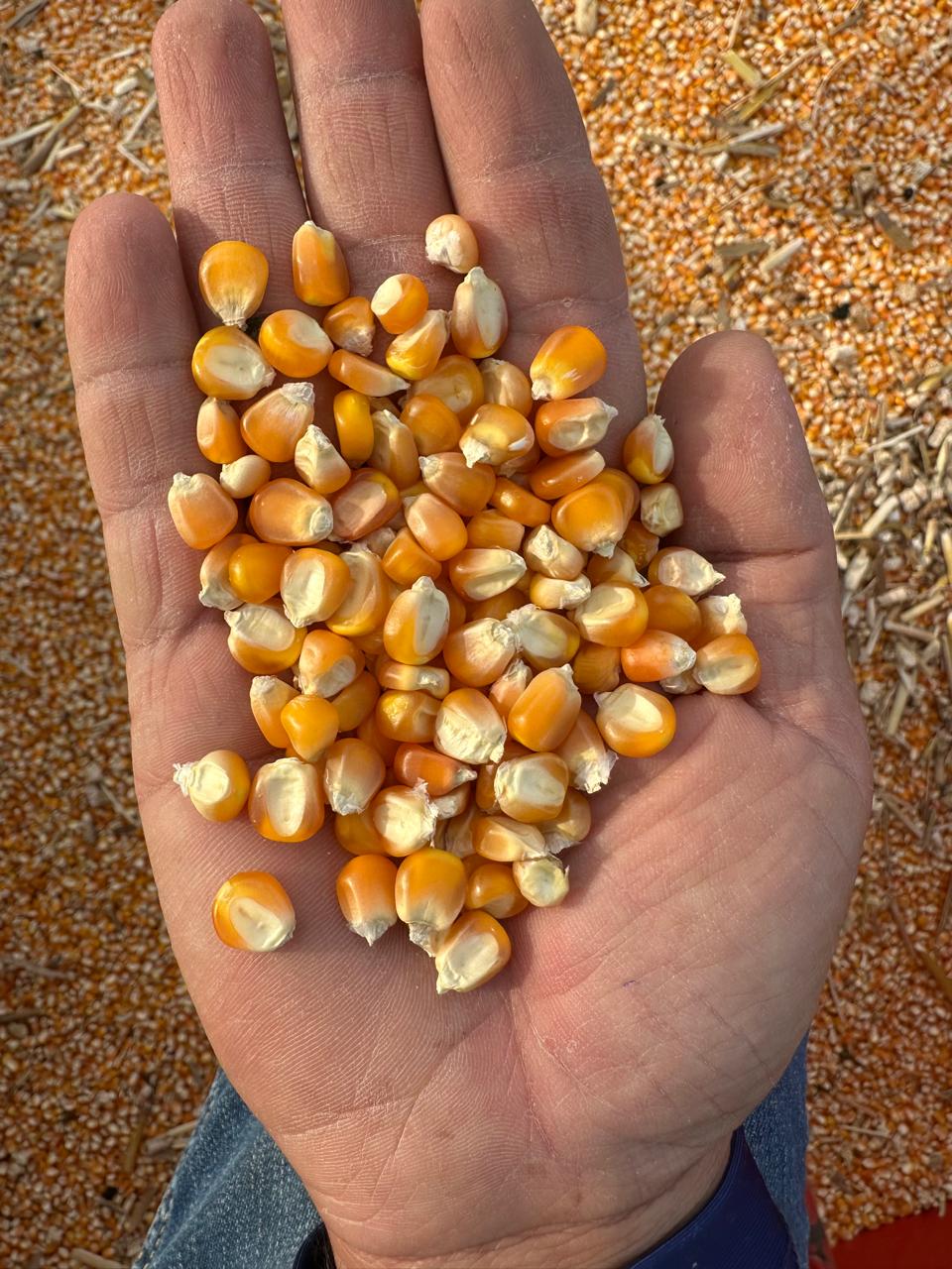 Granos básicos - imagen 2