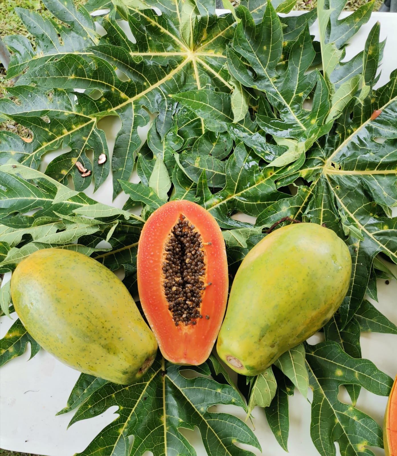 Papaya - imagen 3