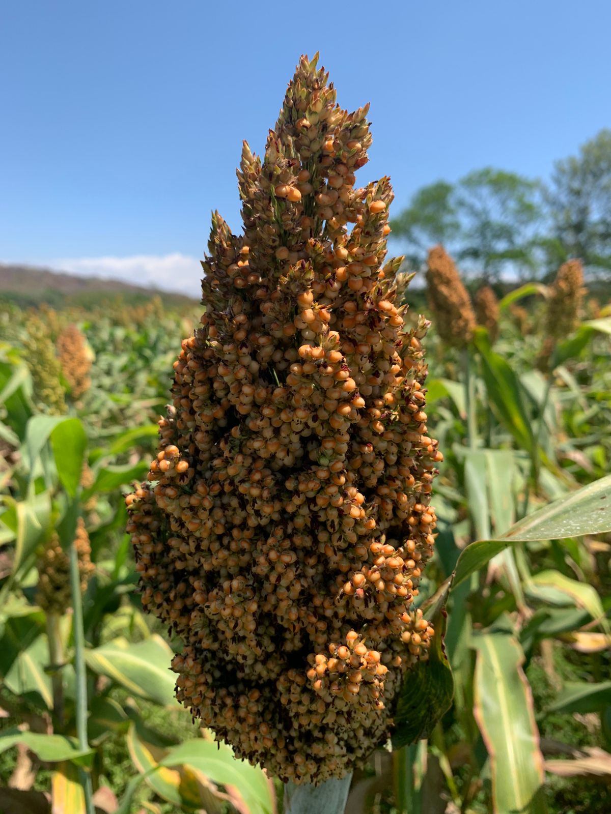 Granos básicos - imagen 2