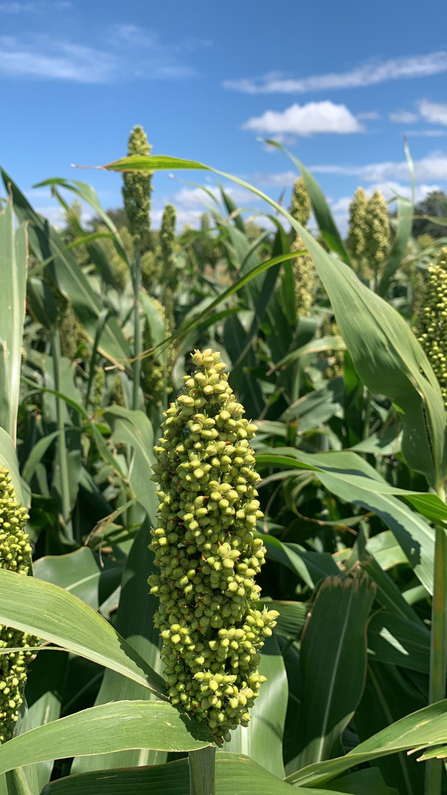 Granos básicos - imagen 1