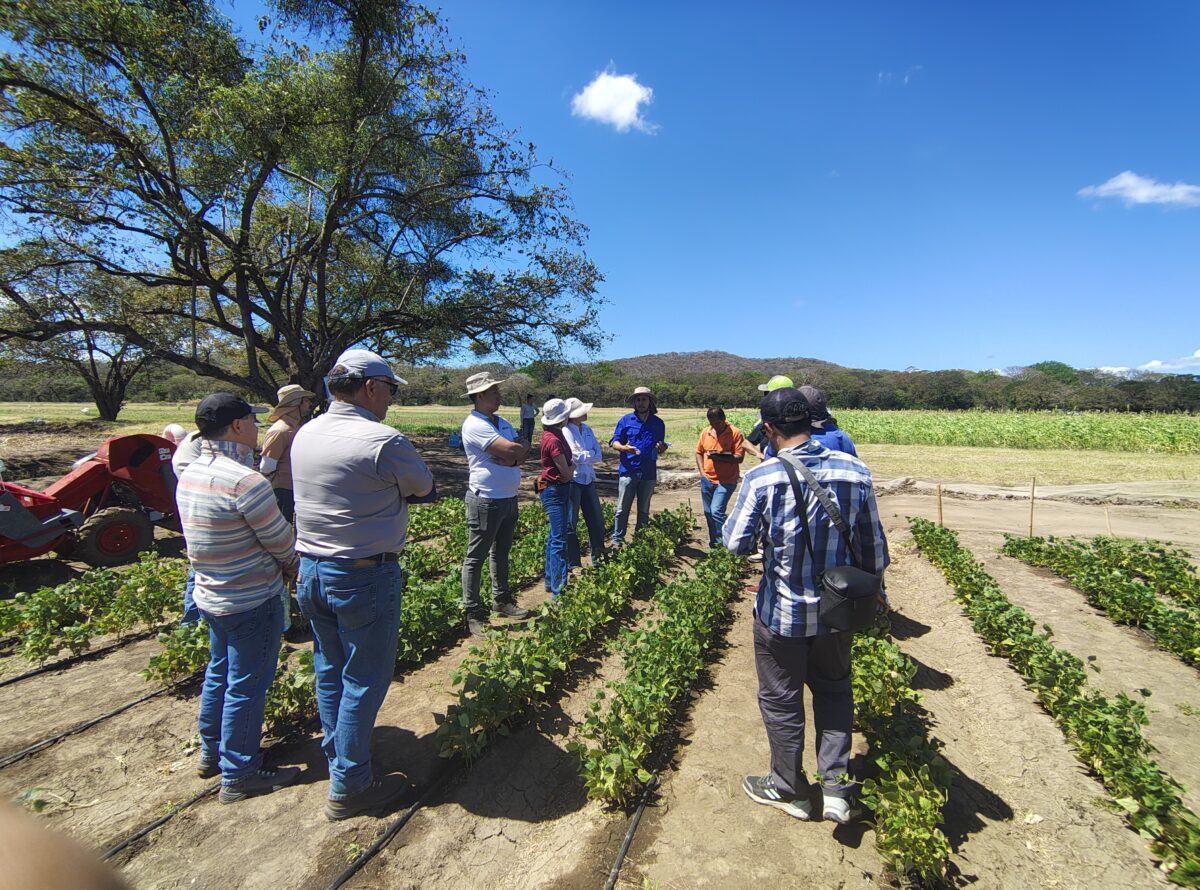 INTA fortalece el cultivo de frijol